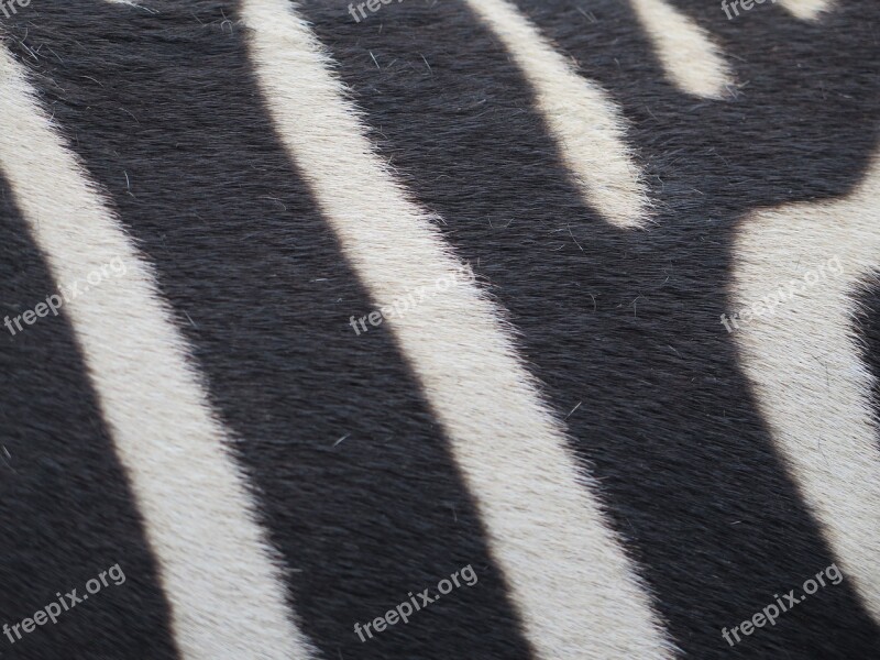 Zebra Strip Striped White Black