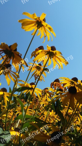 Flowers Yellow Sunflowers Sky Contrast