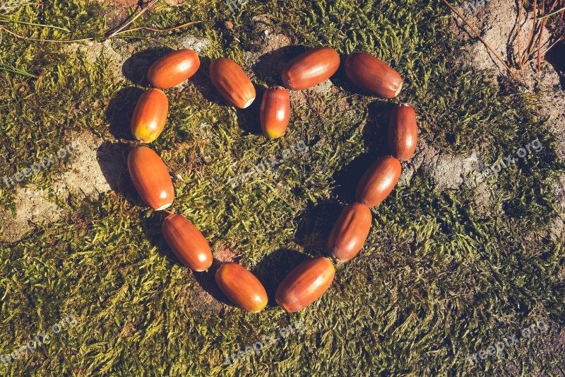 Autumn Brown Acorns Nature Decoration