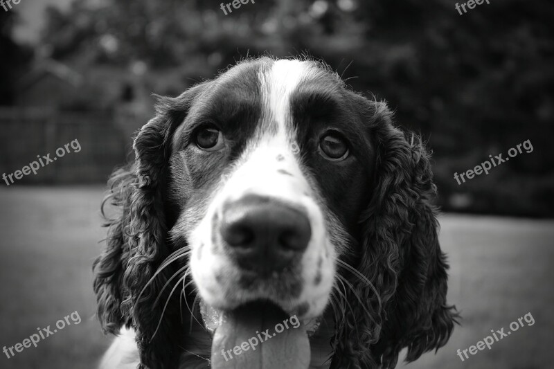 Spaniel English Dog Canine Young