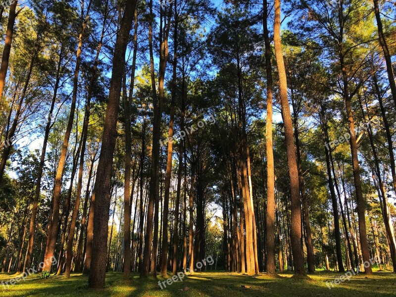 Pine Pine Tree Tree Pa Nature