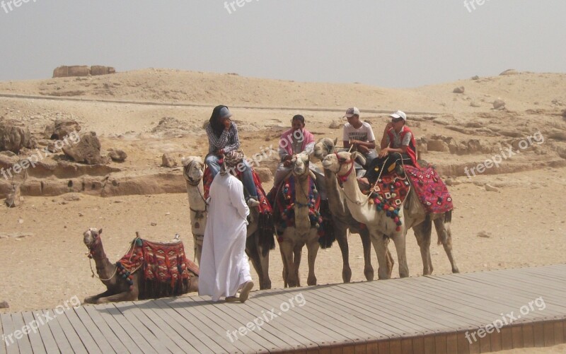 Camel Desert Arab Bedouin Egypt