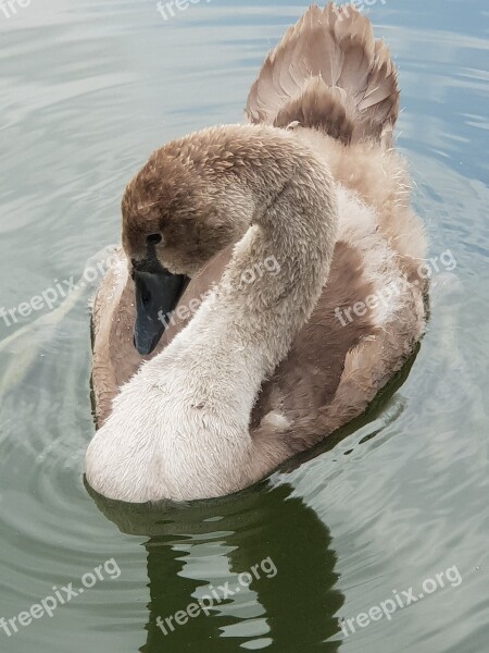 Animal Children Swan Water Water Bird Plumage