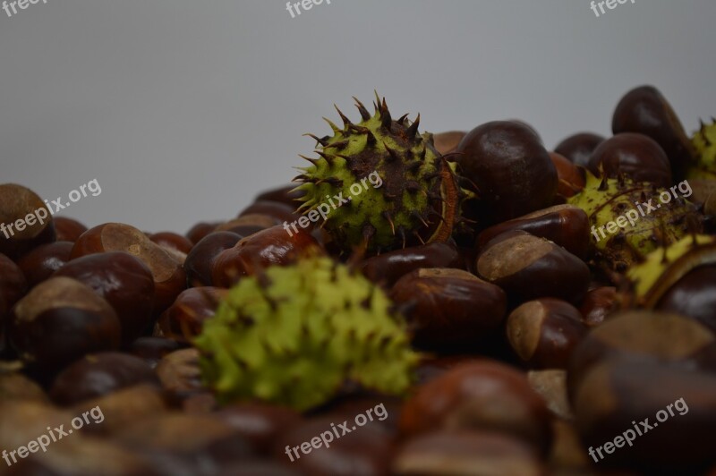 Conker Conkers Horse Chestnut Chestnut Nut