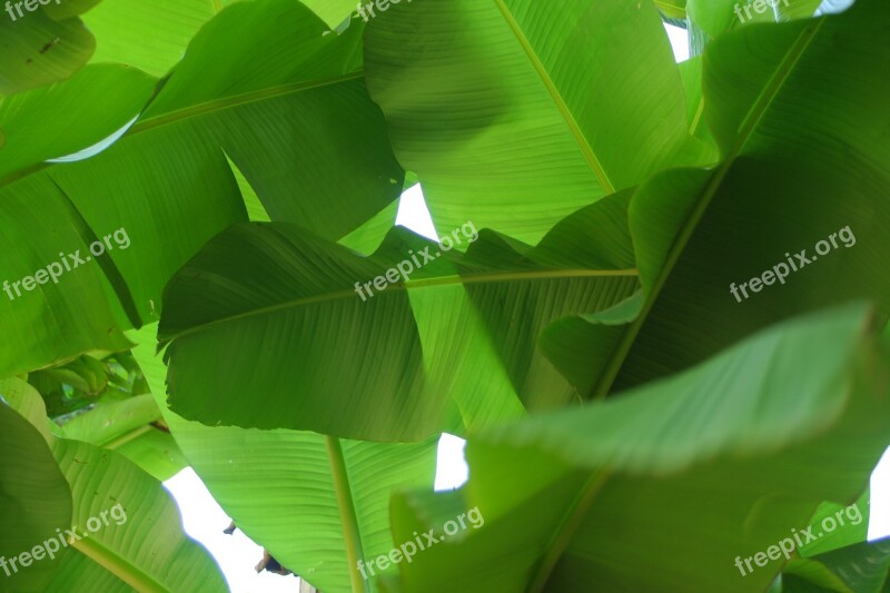 Banana Leaf Plants Tropics Free Photos