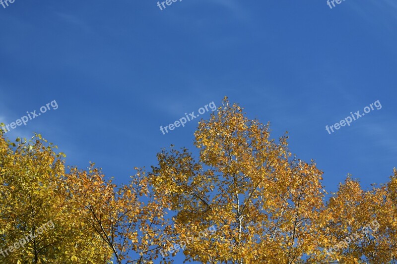 Gold Autumn Foliage Yellow Sky