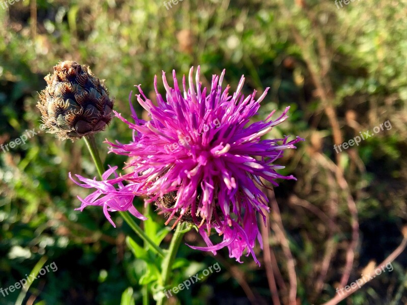 Wayside Plant Thistle Head Flora Pink Autumn