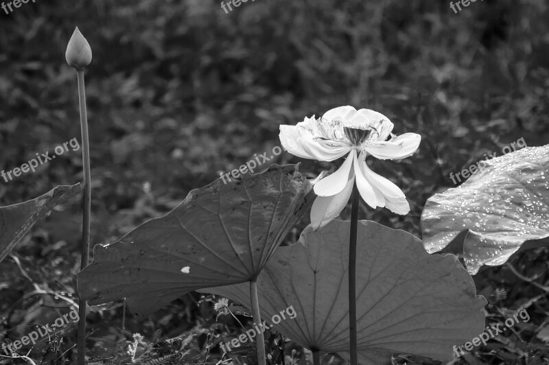 White Lotus Background Arts Thailand Nature