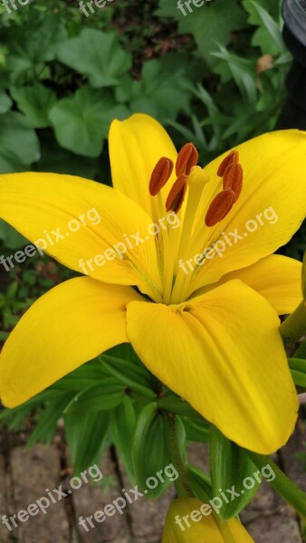 Flower Yellow Lily Lilium Free Photos