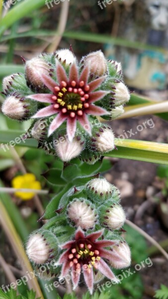 Flower Succulent Plant Surreal Succulents Free Photos