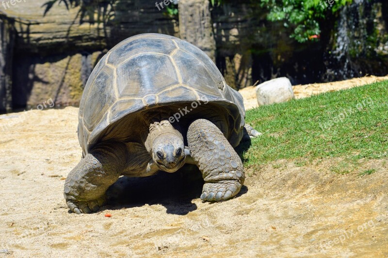 Turtle Tortoise Nature Animal Shell