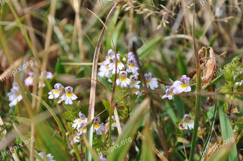 Flowers Small Flowers Field Nature Summer