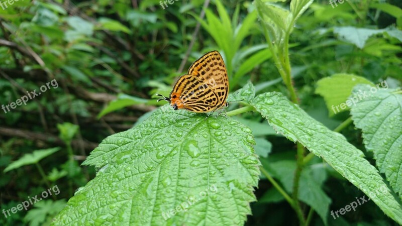 Butterfly Animal Black Orange Nature