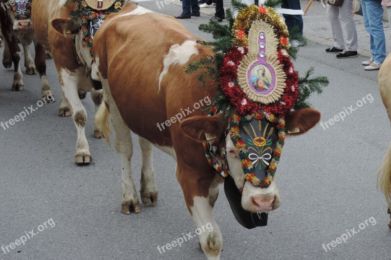 Almabtrieb Zillertal Cow Alm Austria