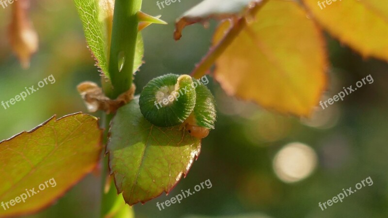 Caterpillar Green Caterpillar Rose Caterpillar Nature Worm