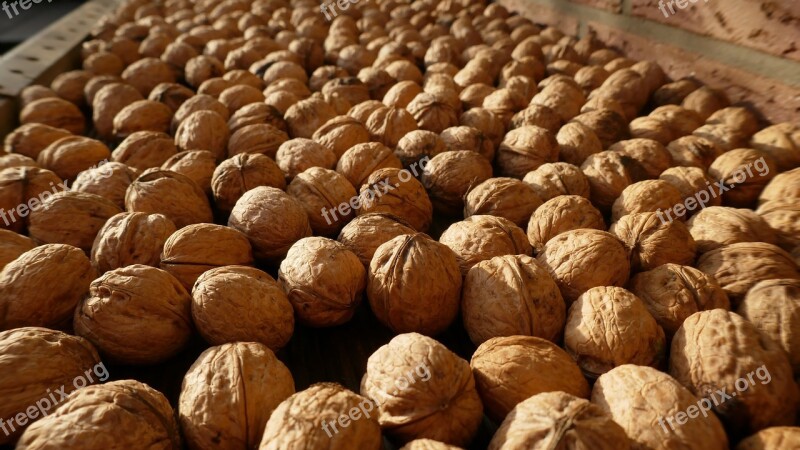 Walnuts Nuts Harvest Food Healthy