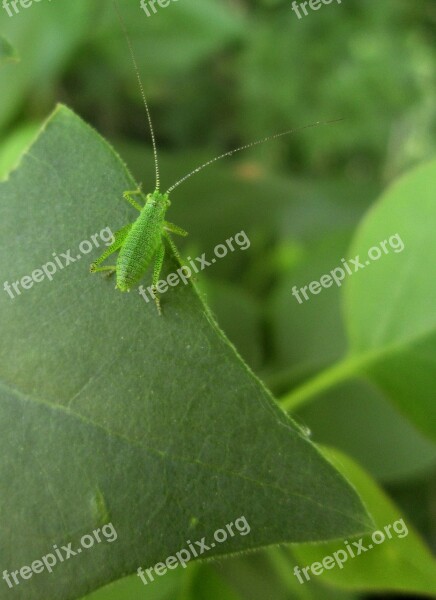 Grasshopper Leafhopper Insect Bug Green