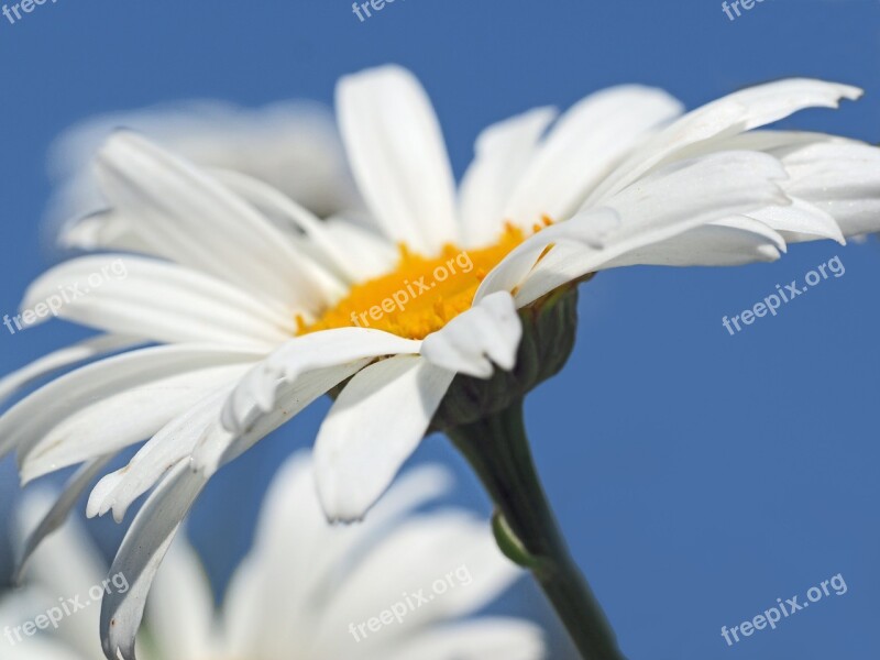 Daisies Summer Flowers Meadow Margerite White