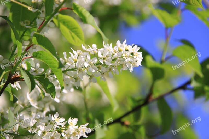 Flower Summer Flowers Summer Flower Nature