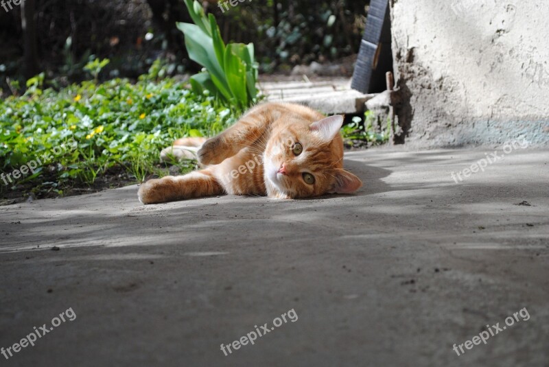 Spring Cat Garden Animal Domestic Cat