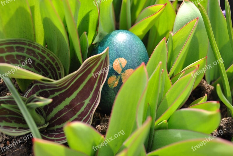 Egg Easter Egg Easter Spring March