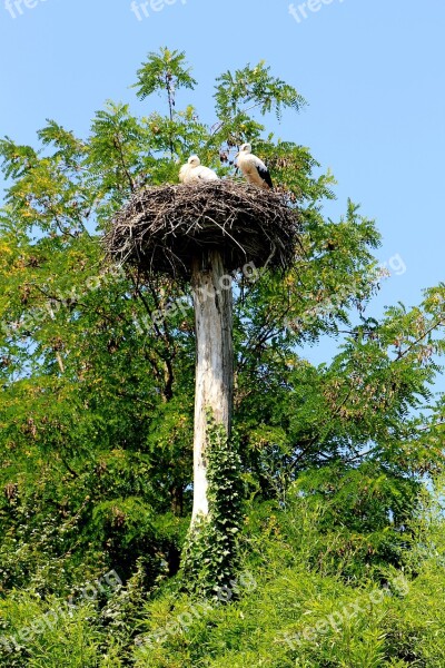 Stork Bird Storchennest Free Photos