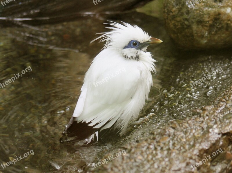 Bali Starling Bird Animal Zoo Nature