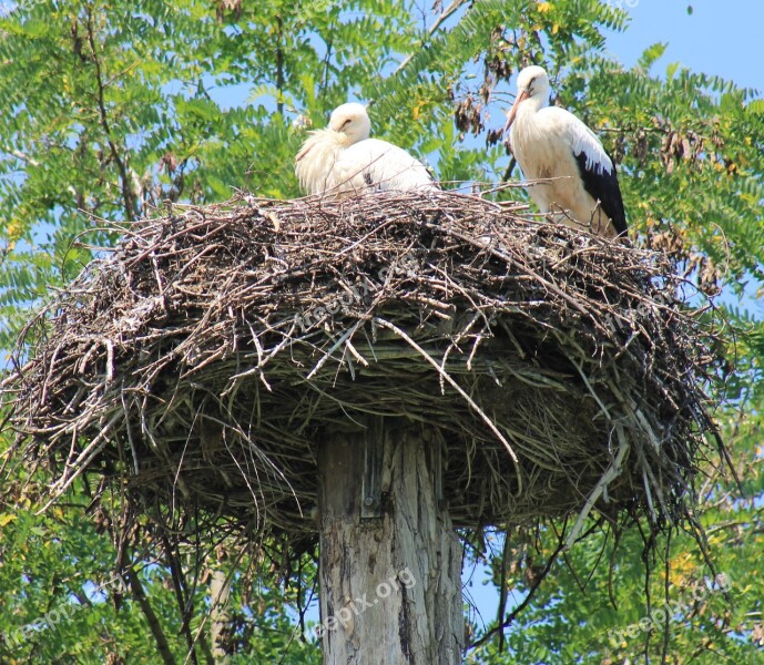 Stork Bird Storchennest Free Photos