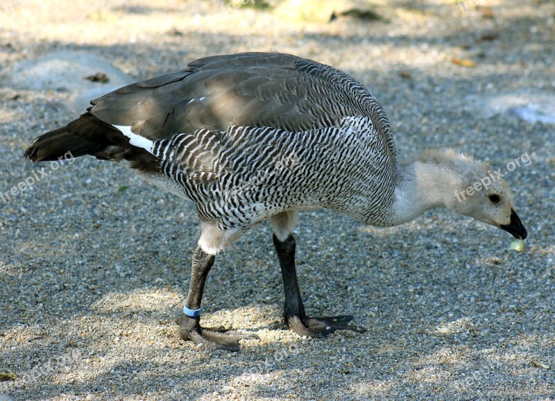 Peacock Bird Young Bird Animal Free Photos