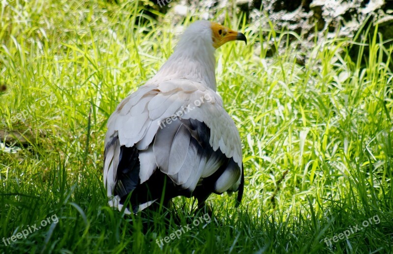 Egyptian Vulture Bird Zoo Animal Free Photos