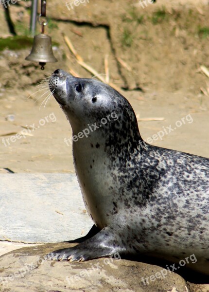 Seal Zoo Water Free Photos