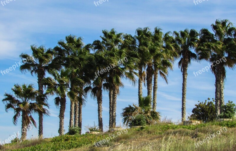 Palm Trees Garden Hotel Resort Cyprus