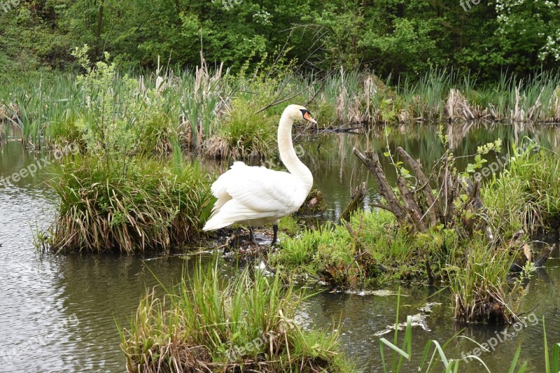 Swan Bird Pond Rushes Wild Birds