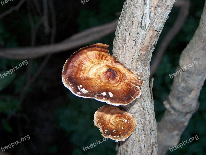 Zambia Africa Fungus Wild Leaves