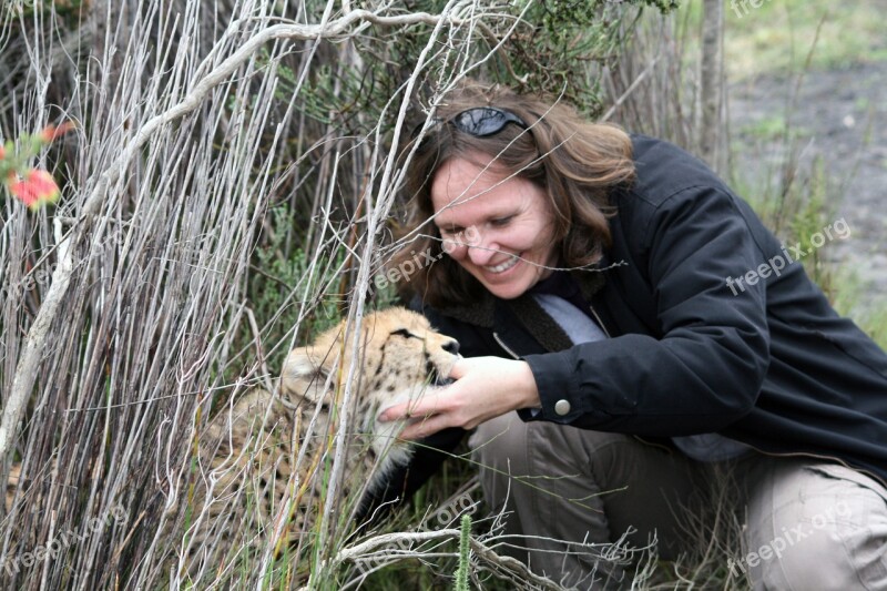 South Africa Cheetah Cub Suckle Thumb Woman