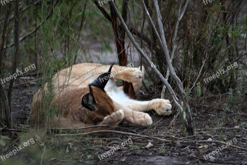 South Africa Caracal Predator Feline Hunter