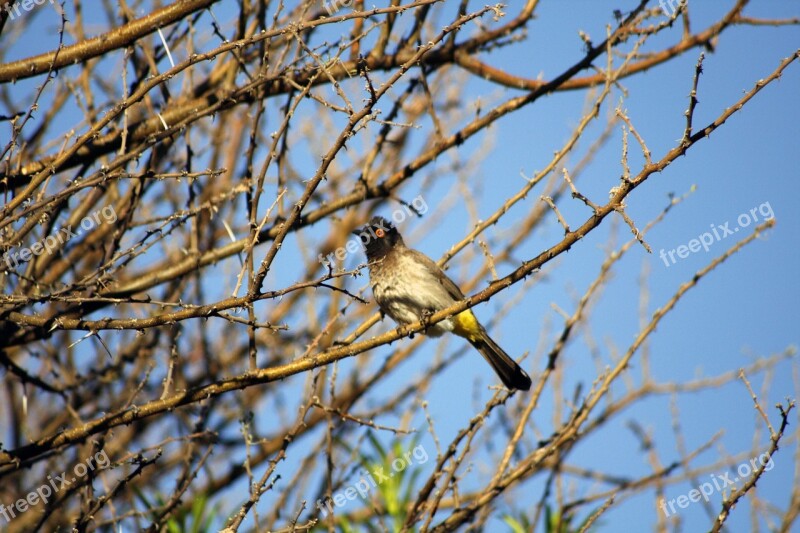 African Fly Catcher Bird Red Eye Feathers Tree