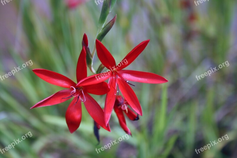 Nature Flower Reeds Grass River