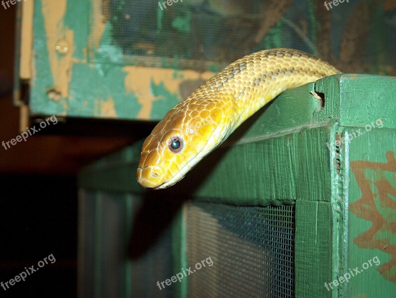 Snake Box American Rat Snake Cage Reptile