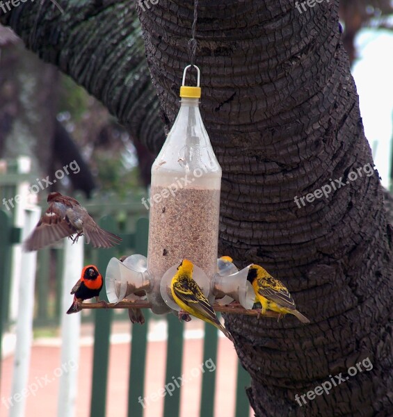 Weaver Birds Feeder Seed Cola Bottle Recycled