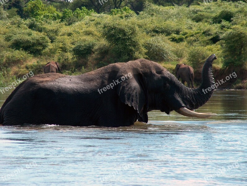 Elephant Zambia Zambezi Africa Wildlife