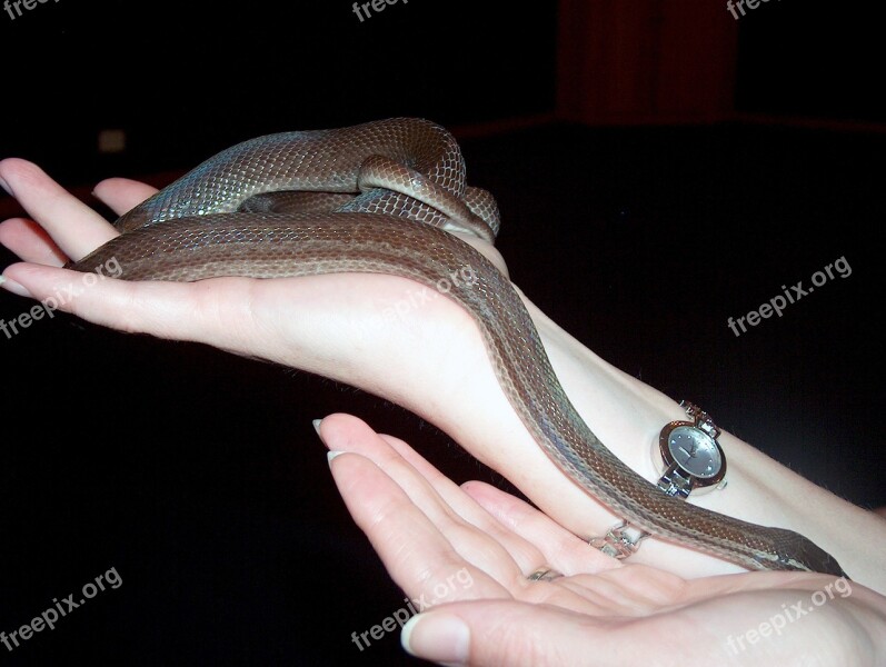 Snake Slither Hands Nature Reptile