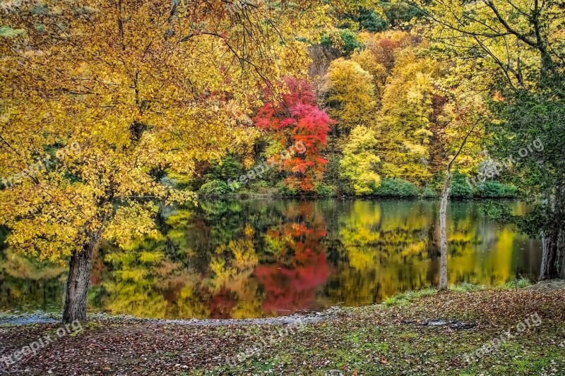 Trees Water Fall Foliage Tranquil Lake