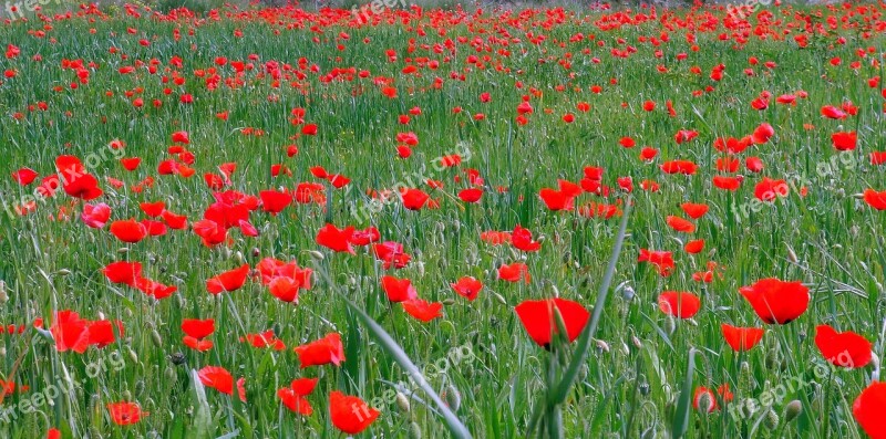 Poppies Flowers Red Field Spring