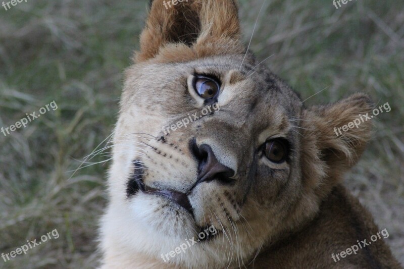 Lion Lioness Wild Animal Cat