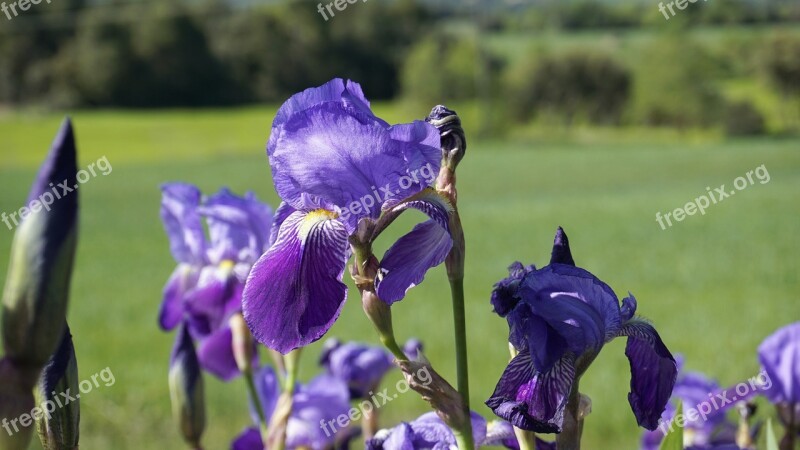 Flower Violet Iris Violet Flower Flowers