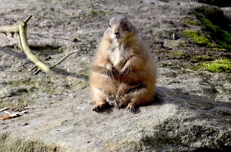 Prairie Dog Gophers Cute Nager Close Up