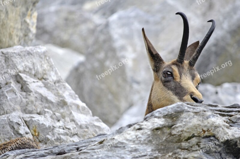 Chamois Gams Wild Alpine Mountains