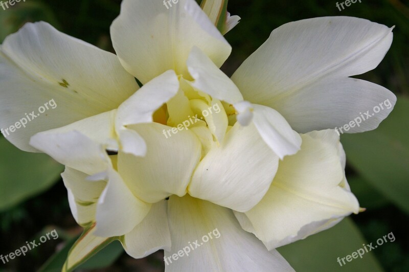 Tulips White Tulips White Spring Blossom