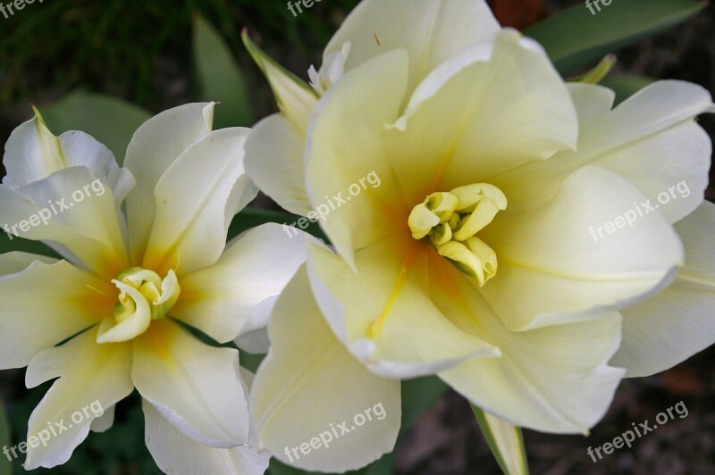 Tulips White Tulips White Spring Blossom